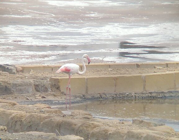 Flamingo at Salini (1)