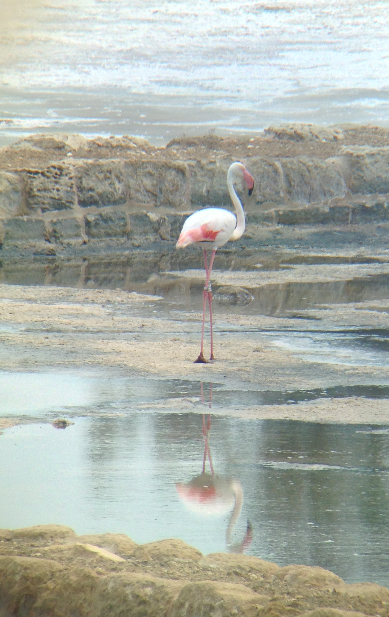 Flamingo at Salini (12)