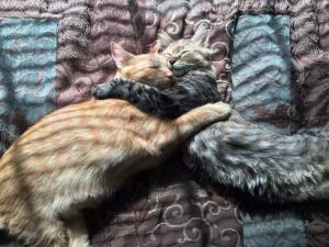 cats-kissing-in-love-louie-luna-5-1